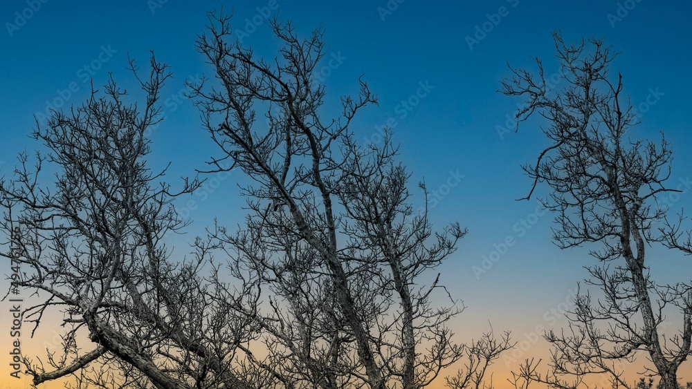 silhouette of tree silhouette of tree