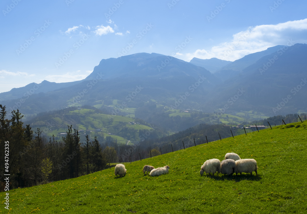 Sheep grazing in a meadow with Aralar in the background, Gipuzkoa, Euskadi