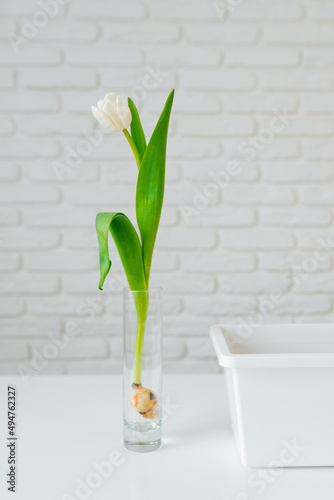 Fototapeta Naklejka Na Ścianę i Meble -  White tulip with a bulb in a transparent vase