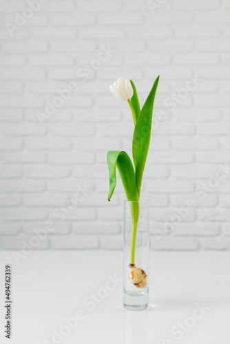White tulip with a bulb in a transparent vase