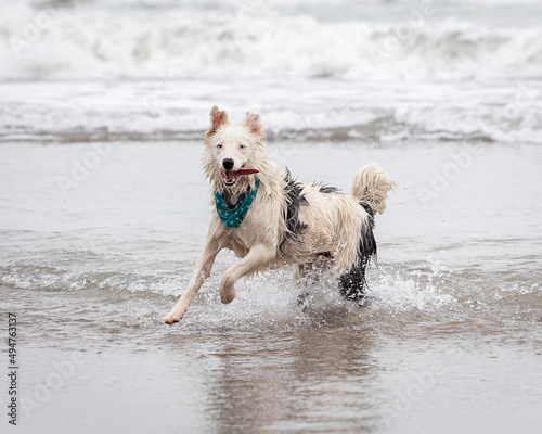 happy almost white border collie dog running and playing on the beach © ulrikestein