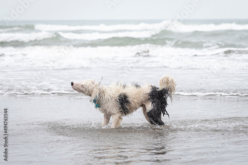 white collie dog shaking off water on the shore © ulrikestein