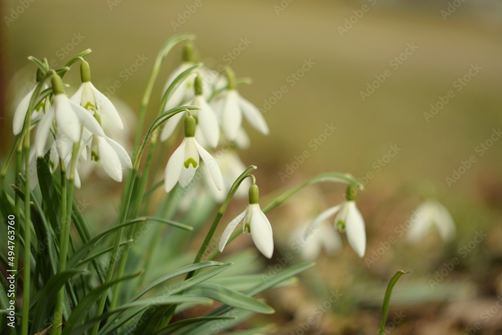 Blooming white snowdrops by helios lens, swirly bokeh effect, soft focus and bokeh blurred background of spring garden. Blooming white snowdrops by helios lens, swirly bokeh effect, soft focus and bokeh blurred background of spring garden.