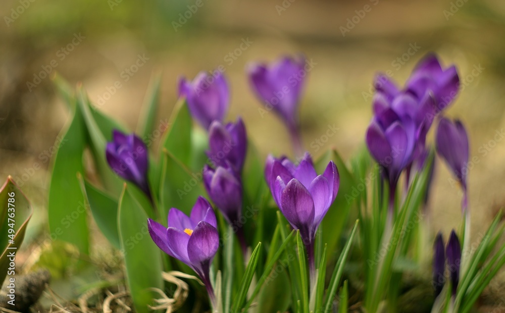 Purple crocues in spring garden, soft focus and bokeh by helios lens, manual focus. Purple crocues in spring garden, soft focus and bokeh by helios lens, manual focus.