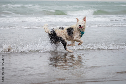 happy almost white border collie dog running and playing on the beach © ulrikestein