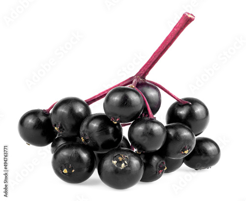 Bunch of wild forest berries - fresh sambucus isolated on a white background. European black elderberry, organic product.
