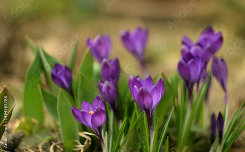 Purple crocues in spring garden, soft focus and bokeh by helios lens, manual focus.
