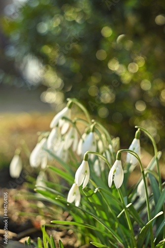 Blooming white snowdrops by helios lens, swirly bokeh effect, soft focus and bokeh background of spring garden, vertical, space for text. photo