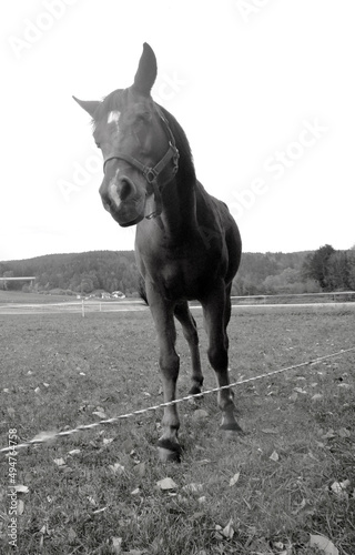 Smile little horse