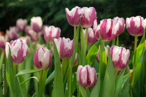 Fototapeta Naklejka Na Ścianę i Meble -  Delicate white and pink tulips. background, texture. Spring postcard
