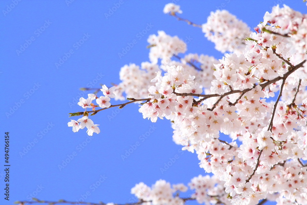 日本の満開の桜 桜前線到来の卒業と入学の季節
Cherry blossoms in full bloom in Japan Season of graduation and admission with the arrival of the cherry blossom front
日本の満開の桜 桜前線到来の卒業と入学の季節
Cherry blossoms in full bloom in Japan Season of graduation and admission with the arrival of the cherry blossom front