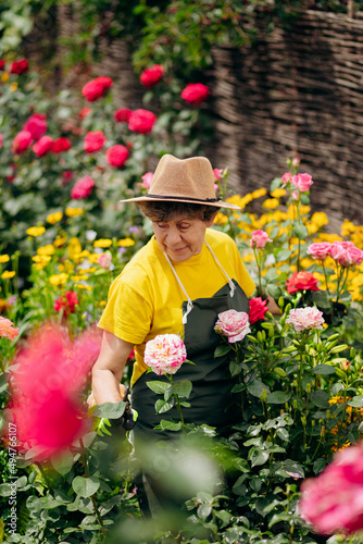 Senior woman gardener in a hat working in her yard and trimming flowers with secateurs. The concept of gardening, growing and caring for flowers and plants.