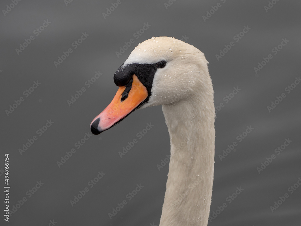 Amazing swan on the lake in Epping Forest, United Kingdom Amazing swan on the lake in Epping Forest, United Kingdom