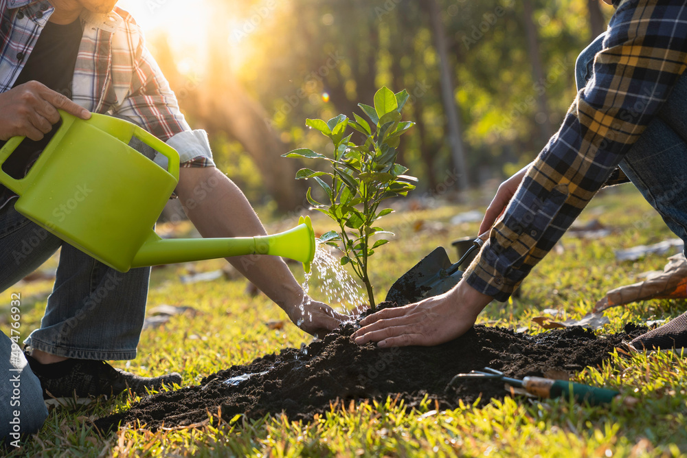 two men planting a tree and watering the trees to grow green forests