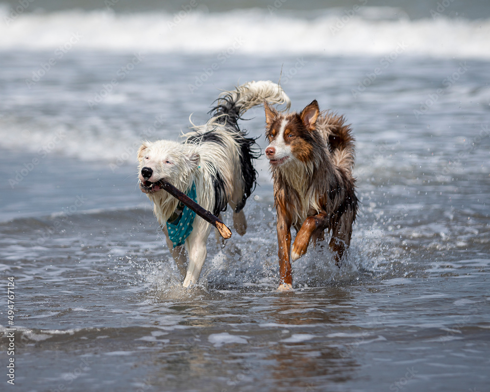 two collie dogs playing happy with a stick in the sea