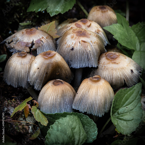 Wallpaper Mural mushrooms in forest Torontodigital.ca
