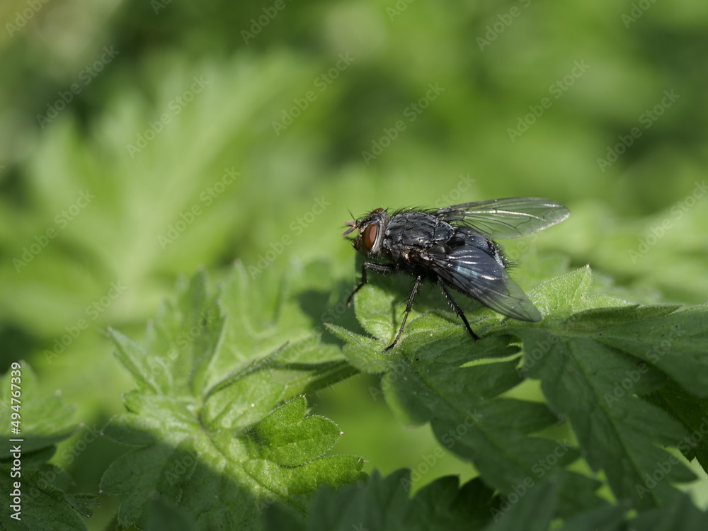 Fly macro phography posing and showing her wings Fly macro phography posing and showing her wings