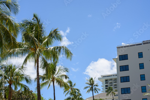 Palm tree in city with blue sky 