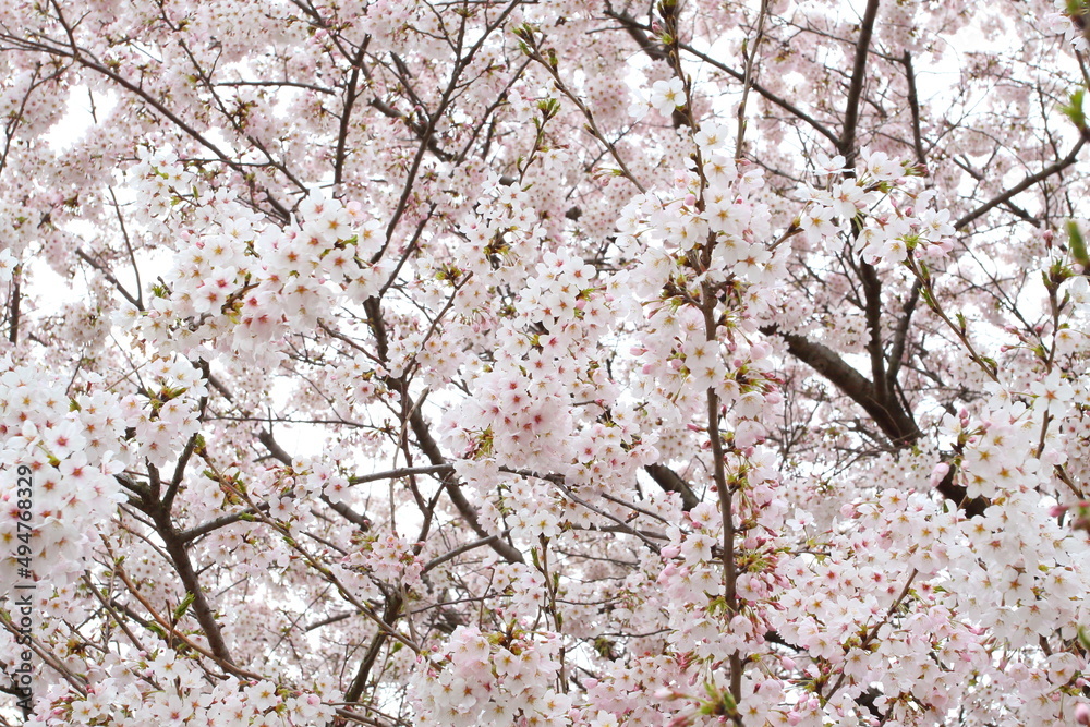 日本の満開の桜 桜前線到来の卒業と入学の季節
Cherry blossoms in full bloom in Japan Season of graduation and admission with the arrival of the cherry blossom front
日本の満開の桜 桜前線到来の卒業と入学の季節
Cherry blossoms in full bloom in Japan Season of graduation and admission with the arrival of the cherry blossom front