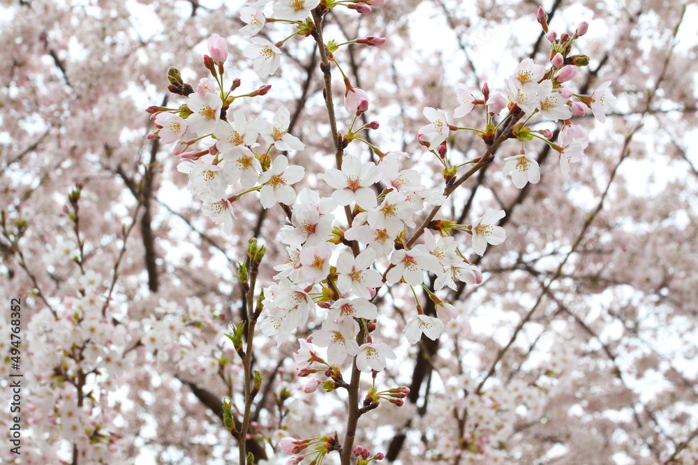 日本の満開の桜 桜前線到来の卒業と入学の季節
Cherry blossoms in full bloom in Japan Season of graduation and admission with the arrival of the cherry blossom front
日本の満開の桜 桜前線到来の卒業と入学の季節
Cherry blossoms in full bloom in Japan Season of graduation and admission with the arrival of the cherry blossom front