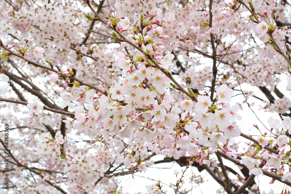 日本の満開の桜 桜前線到来の卒業と入学の季節
Cherry blossoms in full bloom in Japan Season of graduation and admission with the arrival of the cherry blossom front
日本の満開の桜 桜前線到来の卒業と入学の季節
Cherry blossoms in full bloom in Japan Season of graduation and admission with the arrival of the cherry blossom front
