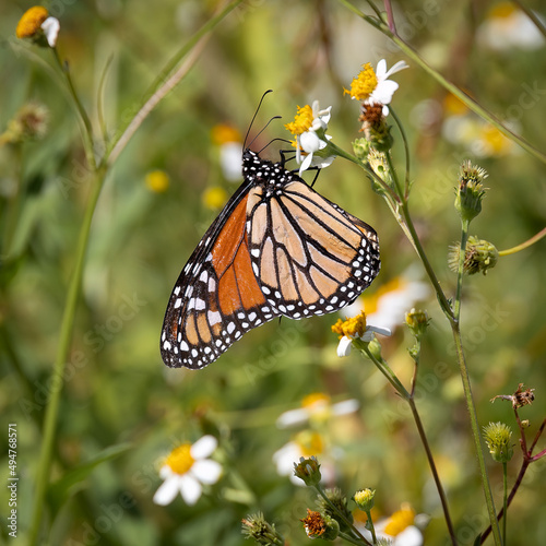 monarch butterfly on a flower