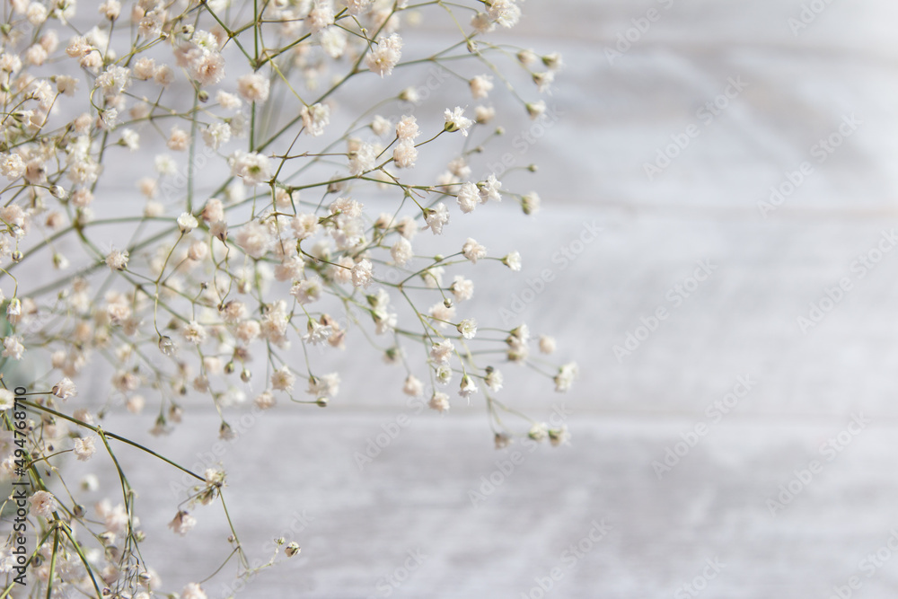 Baby Gypsophila Breath Flowers, Light, Airy Small White Flowers Selective Focus