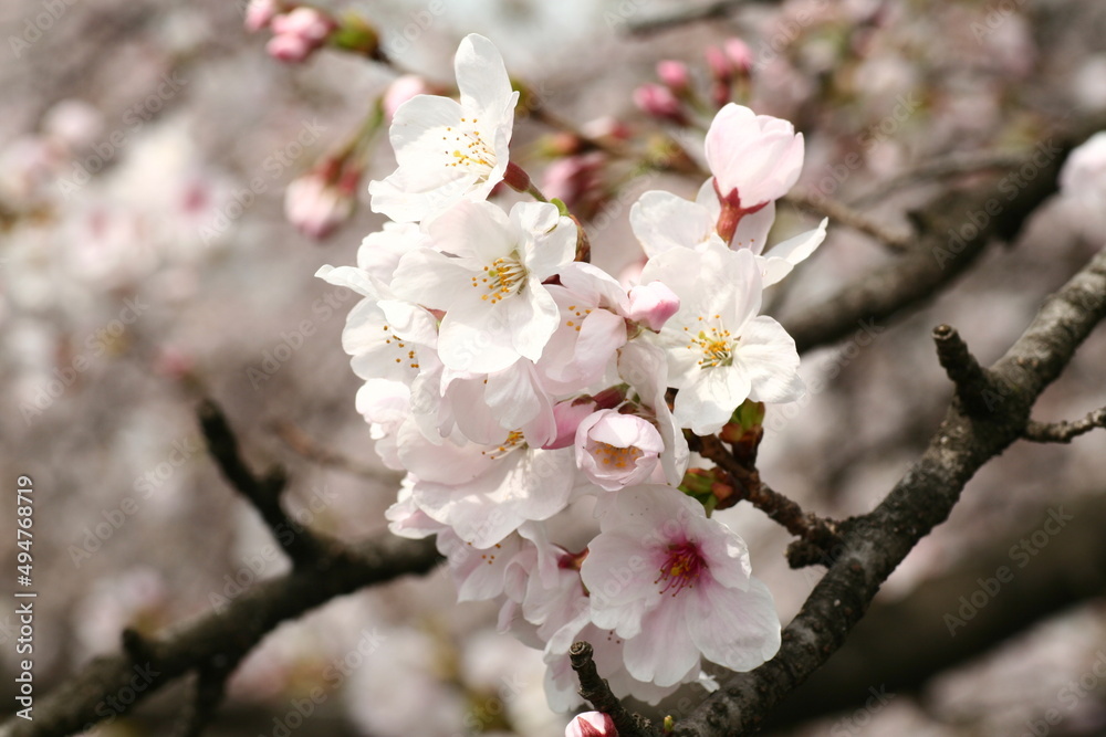日本の満開の桜 桜前線到来の卒業と入学の季節
Cherry blossoms in full bloom in Japan Season of graduation and admission with the arrival of the cherry blossom front
日本の満開の桜 桜前線到来の卒業と入学の季節
Cherry blossoms in full bloom in Japan Season of graduation and admission with the arrival of the cherry blossom front
