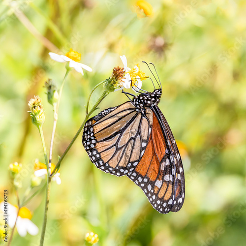 butterfly on a flower