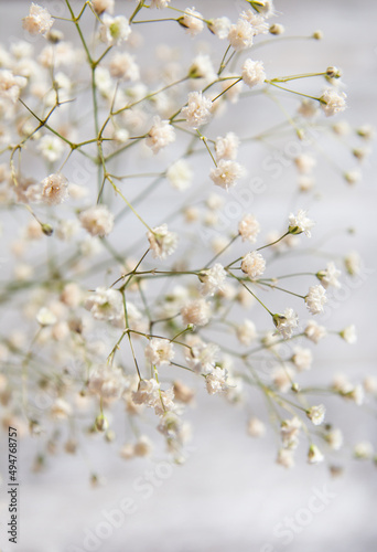 Obraz na plátně Baby Gypsophila Breath Flowers, Light, Airy Small White Flowers Selective Focus