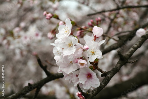 日本の満開の桜 桜前線到来の卒業と入学の季節 Cherry blossoms in full bloom in Japan Season of graduation and admission with the arrival of the cherry blossom front 