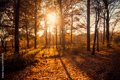 Beautiful sunset sunrise sun sunshine in sunny coniferous forest