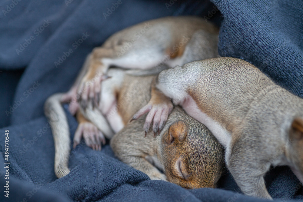 Sleepy baby squirrels in basket Sleepy baby squirrels in basket