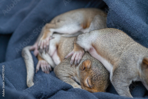 Sleepy baby squirrels in basket