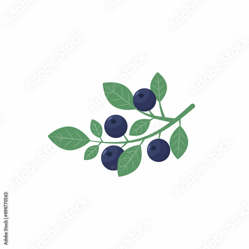 vector flat illustration blueberry branch on white isolated background. branch with berries, isolated element
