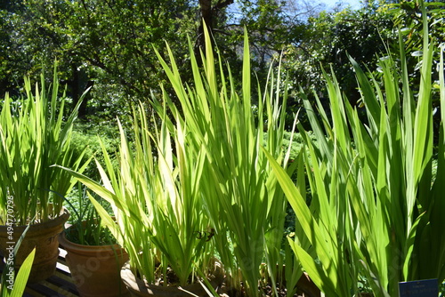 Green foliage of Antholyza aethiopica photo