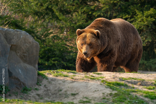 brown bear in the forest