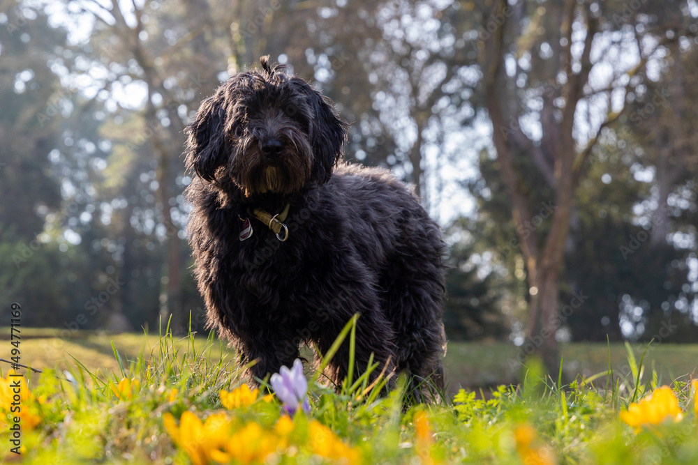 A black young labradoodle dog standing behind colorful early bloomer crocus and fresh green gras. Backlight, blurred background, blurred foreground