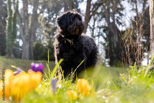 A black young labradoodle dog standing behind colorful early bloomer crocus and fresh green gras. Backlight, blurred background, blurred foreground