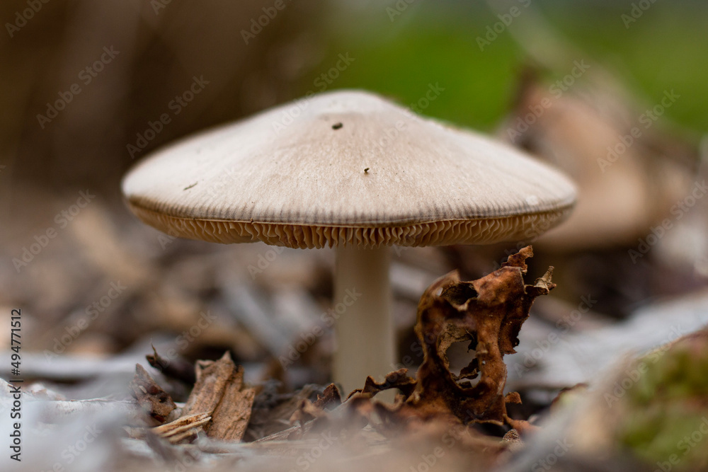 Fototapeta premium mushroom in the forest