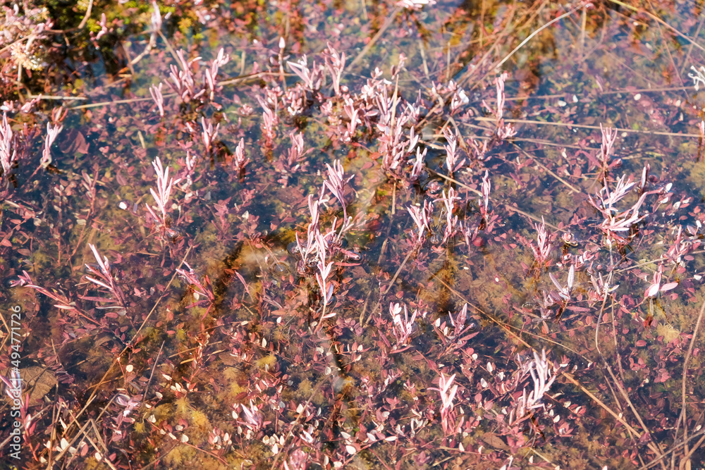 red cranberry leaves in the swamp. spring Estonian Tuhu bog red cranberry leaves in the swamp. spring Estonian Tuhu bog