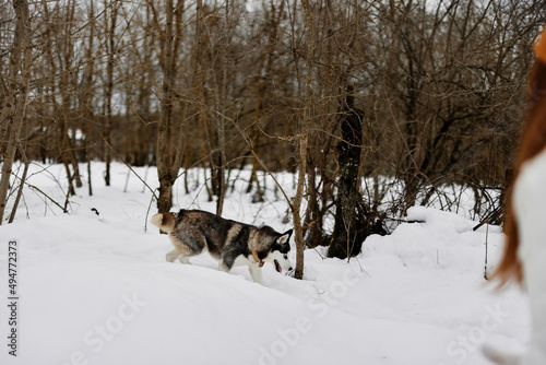 dog walking in the snow in the forest landscape nature