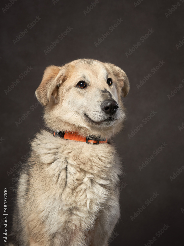 portrait of a beautiful dog on a brown canvas. Mix of breeds. Pet in the studio, artistic photo on the background