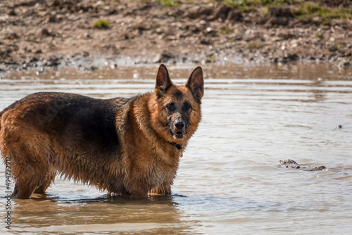 beautiful german shepherd alsation (Canis lupus familiaris) bitch plays in deep muddy water