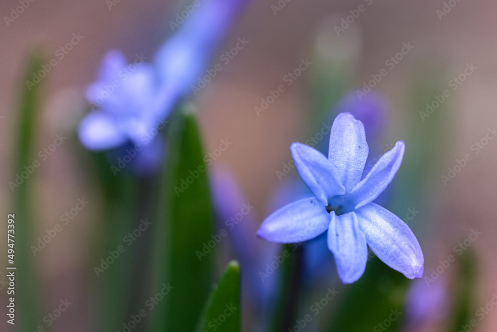 Close-up of beautiful hyacinths on bright colorful background, spring landscape Close-up of beautiful hyacinths on bright colorful background, spring landscape
