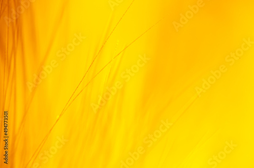 Abstract blurred yellow background, grass