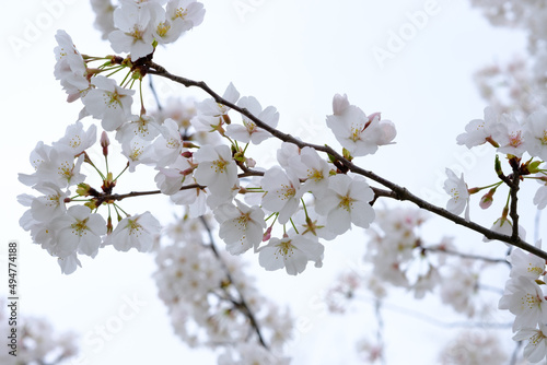 Cherry Blossoms in Bloom