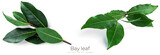 Fresh green bay leaves isolated on a white background. Laurel wreath.