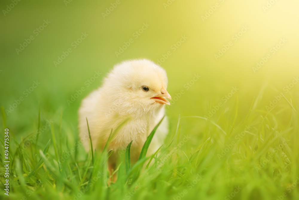 Little yellow chicken on the green grass.