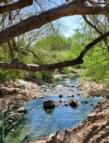 river in the forest